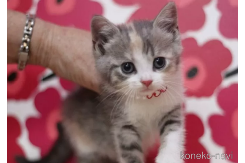 成約済の東京都のマンチカン-101533の3枚目